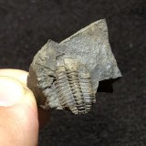 Lobocephalina emmrichi